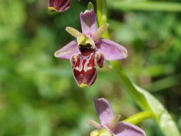 Ophrys_valdeonensis_Cordianes_Picos_de_Europa_1-min
